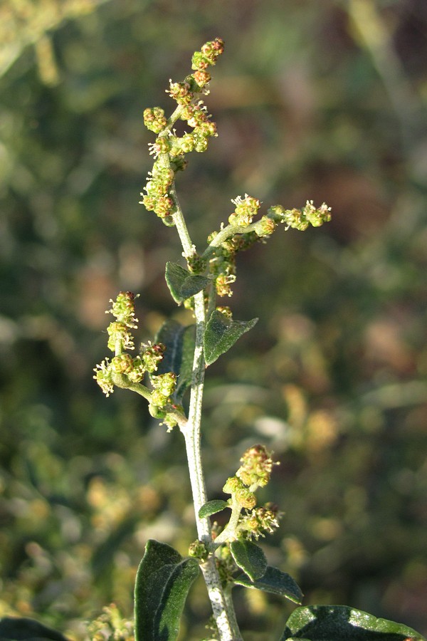 Изображение особи Atriplex aucheri.