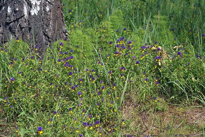 Image of Melampyrum nemorosum specimen.