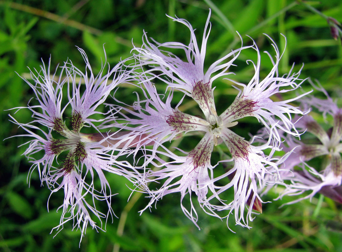 Изображение особи Dianthus superbus.