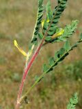 Astragalus lanuginosus