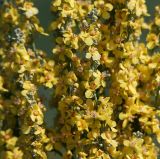 Verbascum lychnitis. Часть соцветия. Воронежская обл., Павловский р-н, окр. с. Михайловка (Шипов лес), опушка леса. 18.06.2011.
