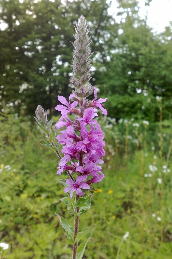 Изображение особи Lythrum tomentosum.