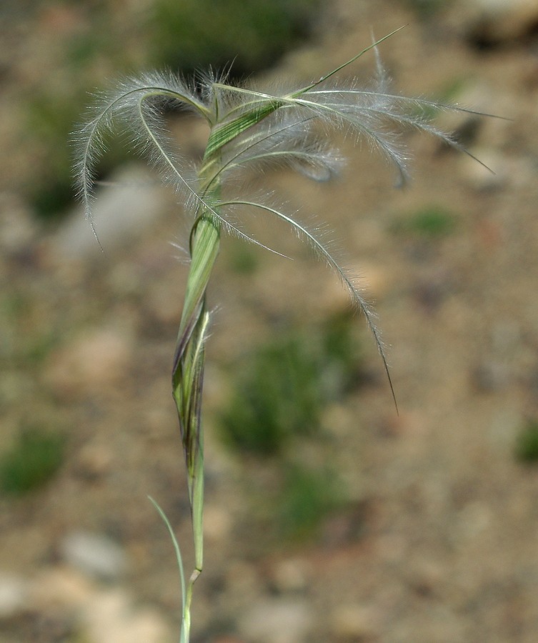 Изображение особи род Stipa.