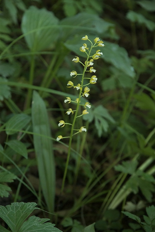 Image of Oreorchis patens specimen.