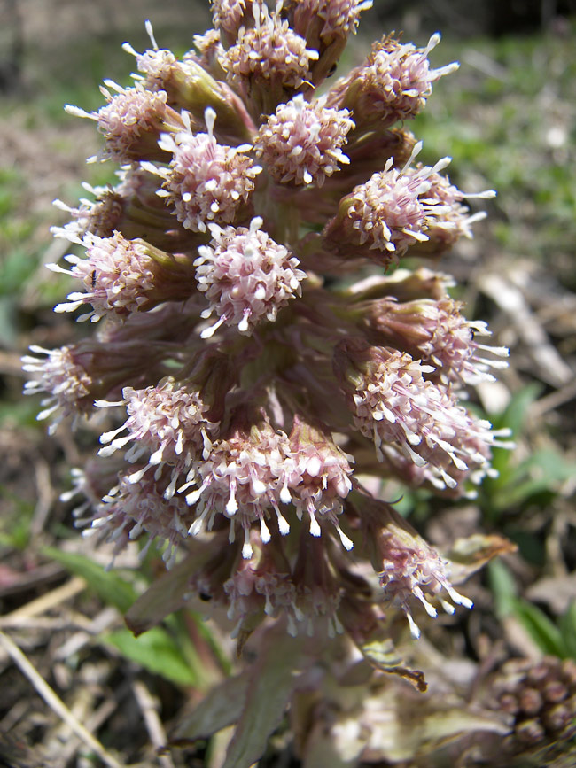 Image of Petasites hybridus specimen.