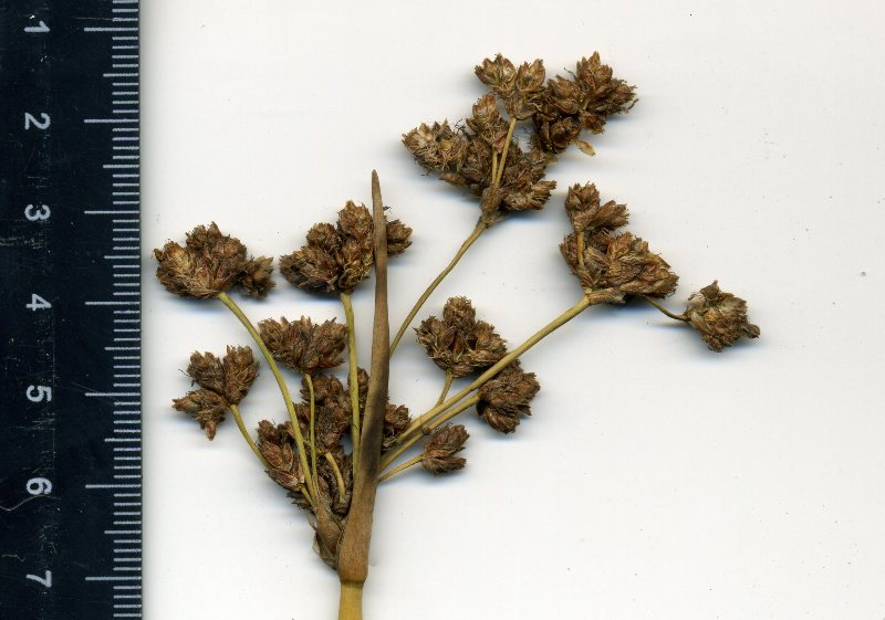 Image of Schoenoplectus tabernaemontani specimen.