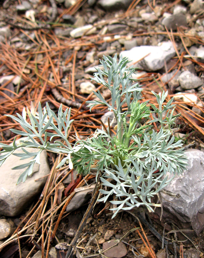 Image of Seseli gummiferum specimen.