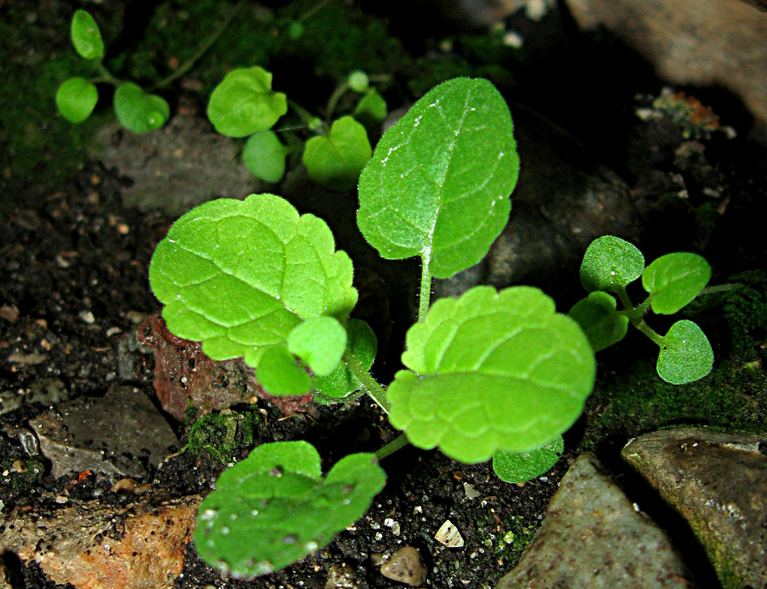 Image of Scrophularia scopolii specimen.