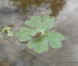 Ranunculus sceleratus. Лист с жуком. Окр. Архангельска, канава. 15.06.2011.