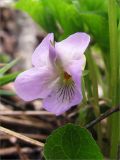 Viola mirabilis. Цветок. Ленинградская обл, берег р. Шингарка. 06.05.2009.