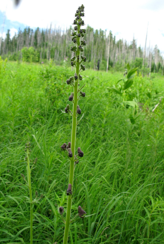 Image of Aconitum czerepninii specimen.