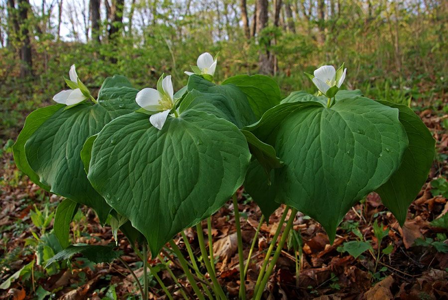 Image of Trillium &times; komarovii specimen.