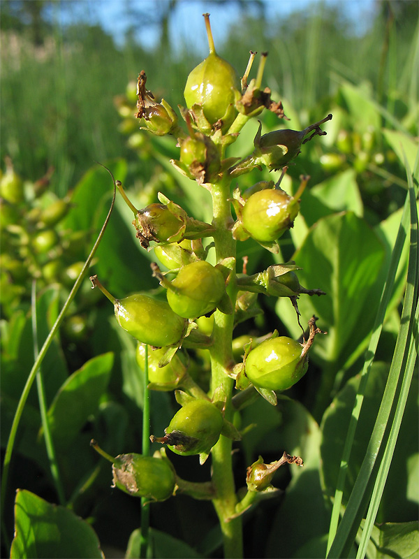 Изображение особи Menyanthes trifoliata.