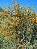 Ephedra equisetina