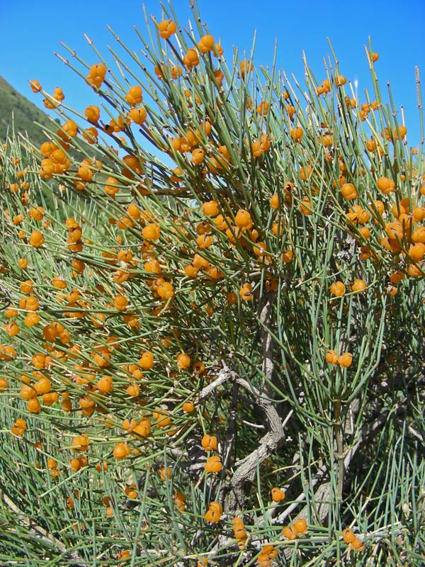 Image of Ephedra equisetina specimen.