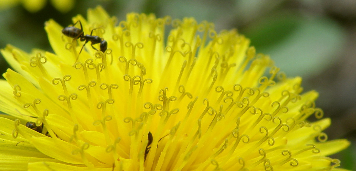 Изображение особи род Taraxacum.