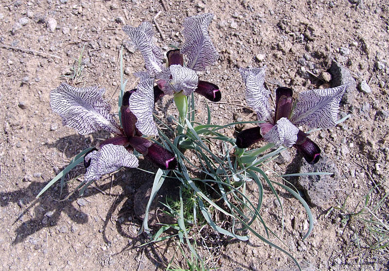 Image of Iris medwedewii specimen.