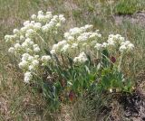 Lepidium crassifolium. Цветущее растение. Австрия, провинция Бургенланд, рядом с соленым озером Даршо. 25.05.2012.