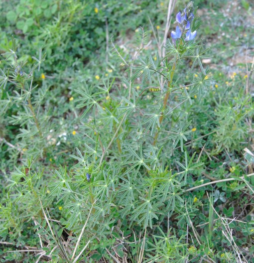 Изображение особи Lupinus angustifolius.