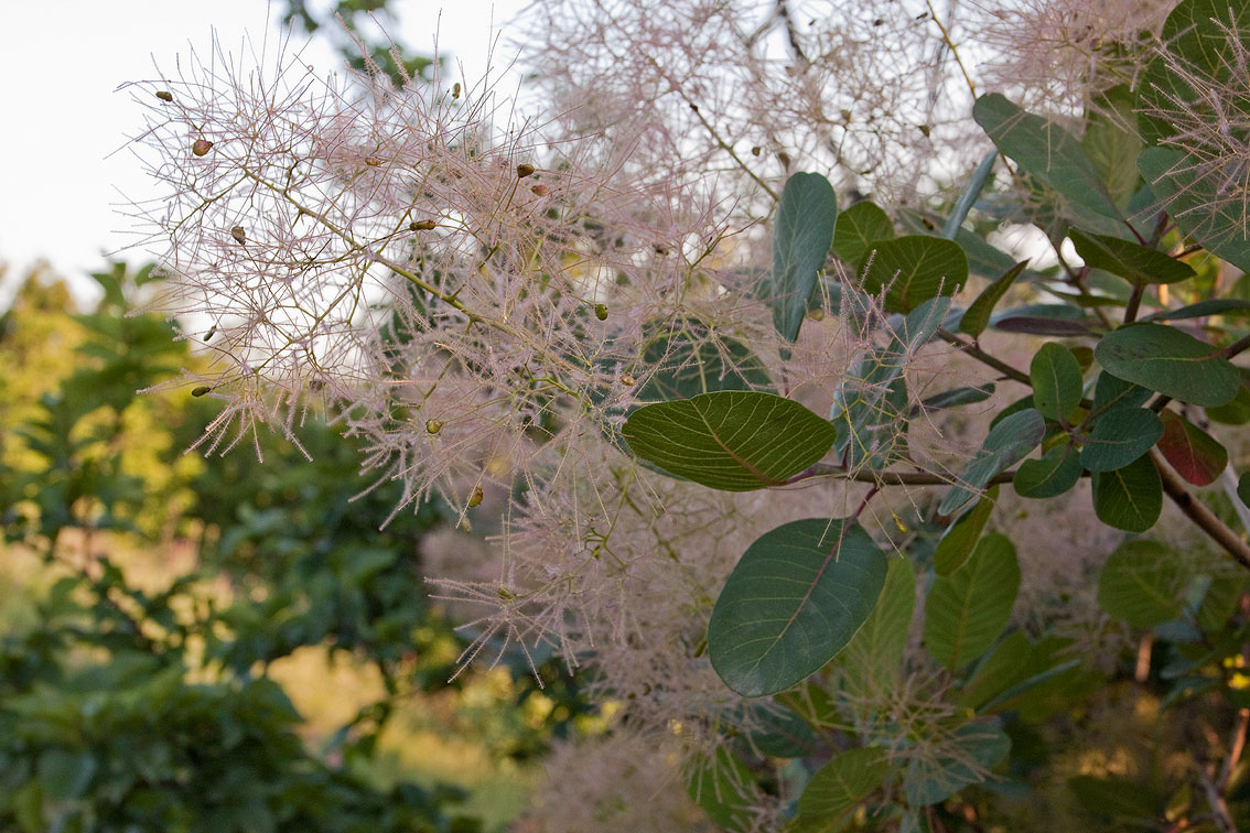 Изображение особи Cotinus coggygria.