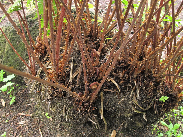 Image of Athyrium sinense specimen.