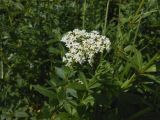 Galium rubioides