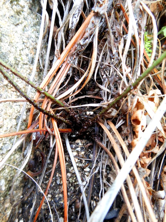 Image of Dryopteris chinensis specimen.