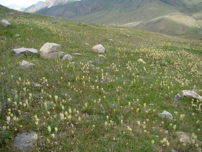 Изображение особи Pedicularis ludwigii.