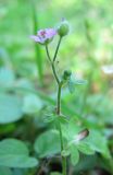 Geranium molle