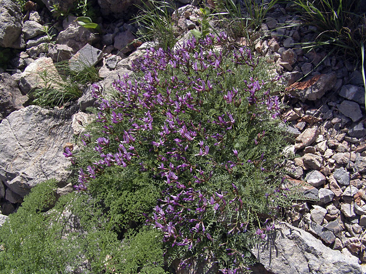 Image of Astragalus pachyrrhizus specimen.