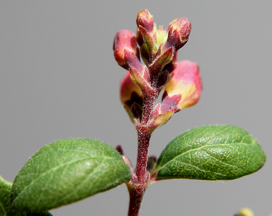 Изображение особи Symphoricarpos × chenaultii.