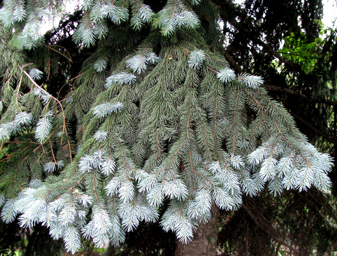 Изображение особи Picea pungens f. glauca.