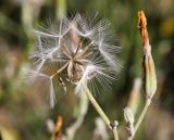 Chondrilla lejosperma. Соплодие со зрелыми семянками. Узбекистан, Ташкентская обл., отроги Чаткальского хр. в окр. г. Газалкент. 25.08.2012.