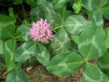 Trifolium pratense