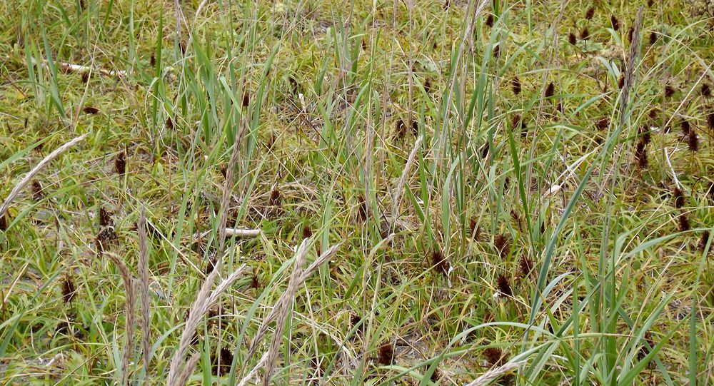 Image of Carex macrocephala specimen.