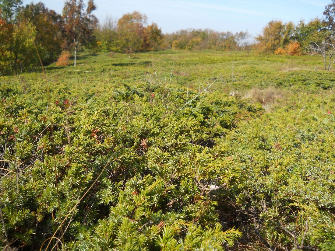 Image of Juniperus hemisphaerica specimen.