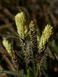 Carex ericetorum. Соцветия (длина примерно 4 см). Киев, Святошинский лес, молодые сосновые посадки. 22 апреля 2009 г.