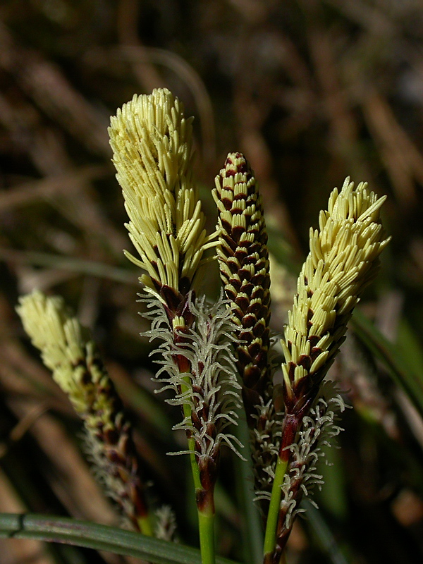 Изображение особи Carex ericetorum.