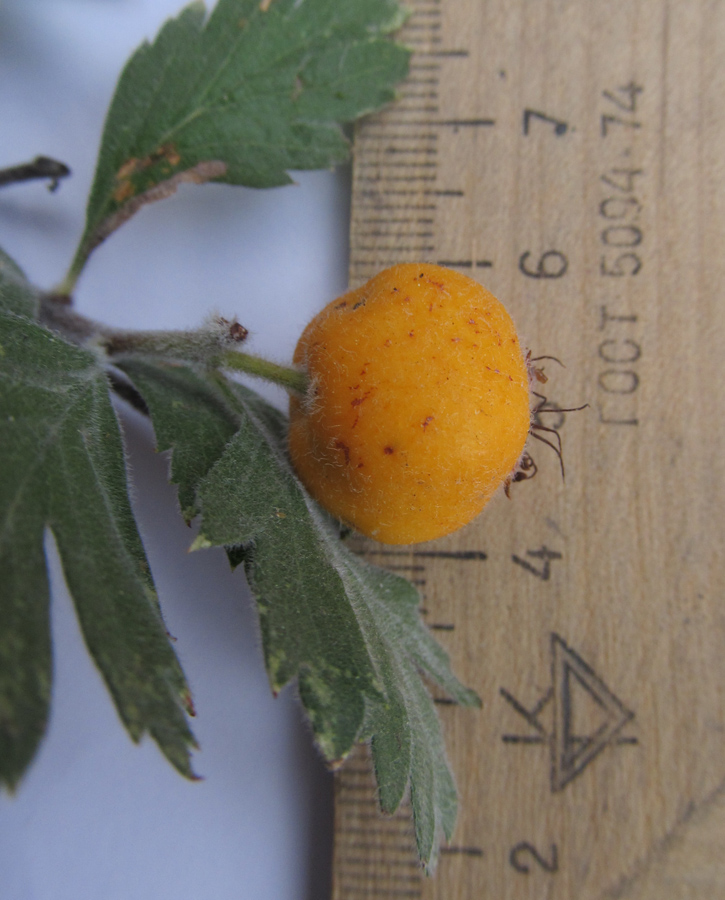 Image of Crataegus orientalis specimen.