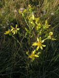 Senecio paucifolius