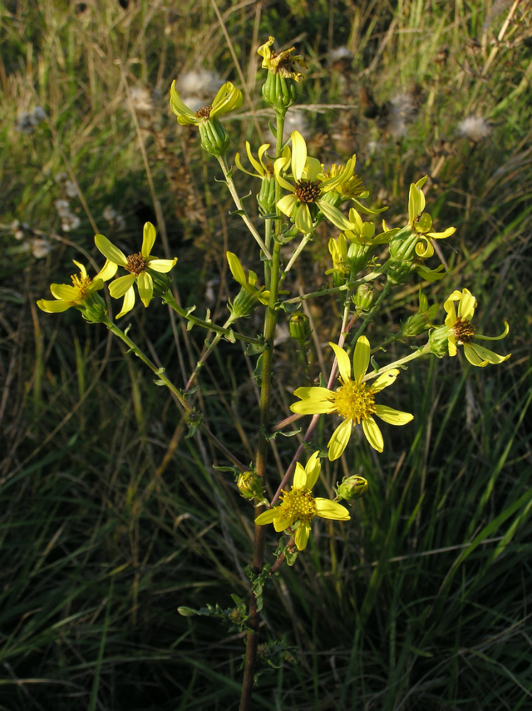 Image of Senecio paucifolius specimen.