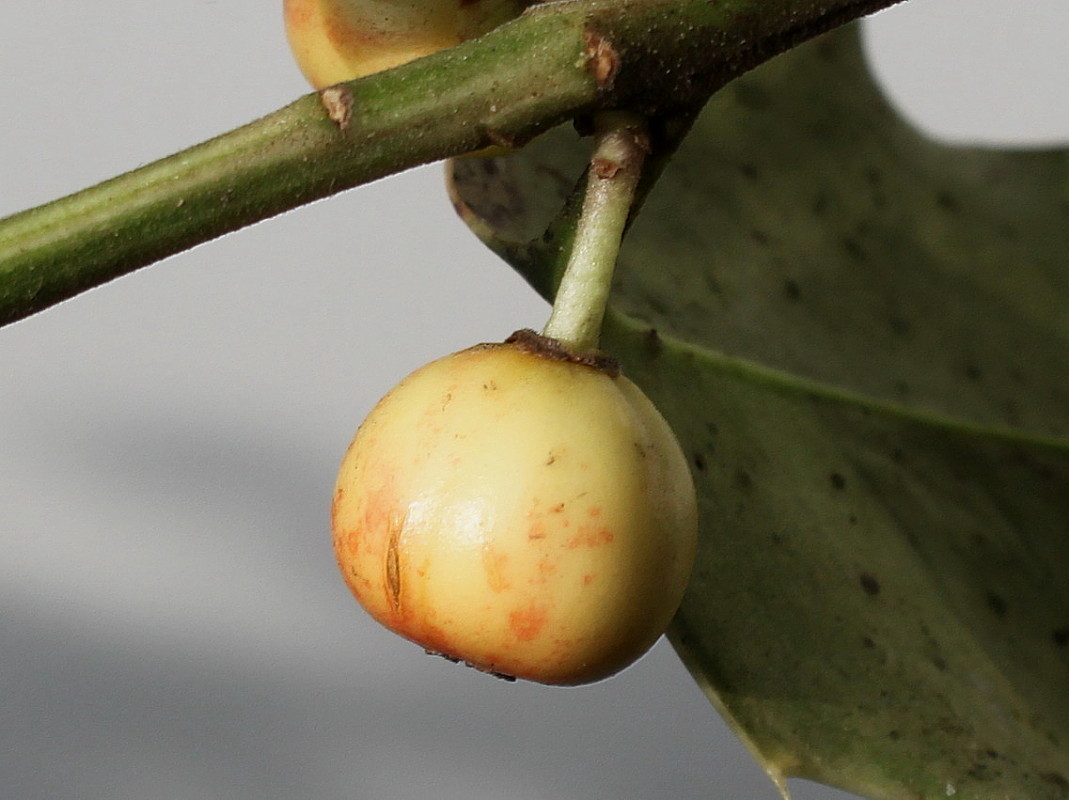 Image of Ilex aquifolium specimen.