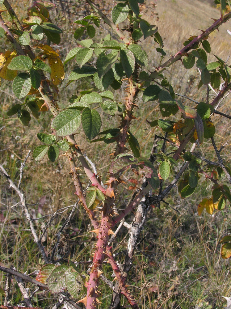 Изображение особи Rosa rubiginosa.