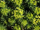 Euphorbia cyparissias