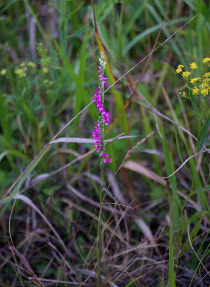 Изображение особи Spiranthes australis.