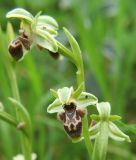 Ophrys umbilicata