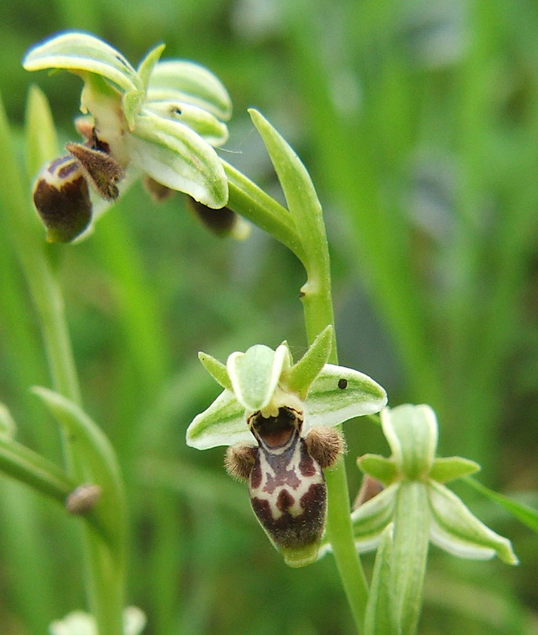 Изображение особи Ophrys umbilicata.