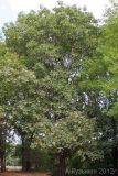 Fraxinus excelsior. Плодоносящее растение. Ростовская обл., Неклиновский р-н, Носовское с/п, Камышовая балка. 10.08.2012.