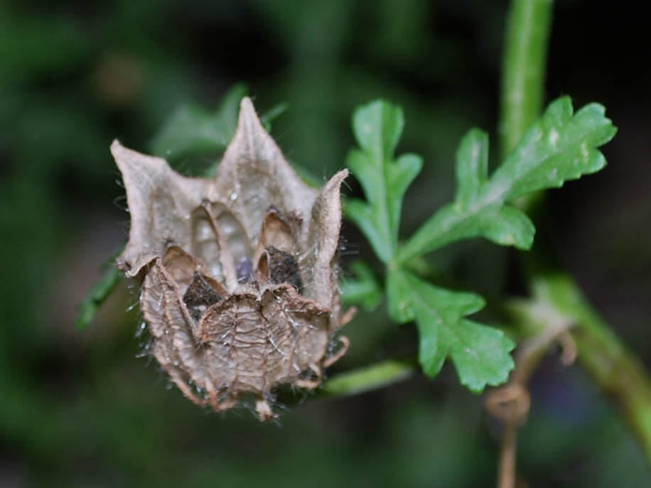 Image of Hibiscus trionum specimen.