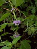 Mentha arvensis